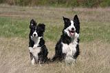 BORDER COLLIE 1506